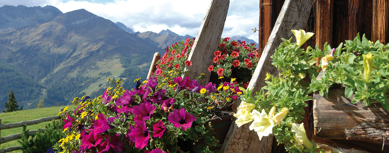 Herrliches Almleben in Osttirol - Ferienhaus Sporer Iselsberg