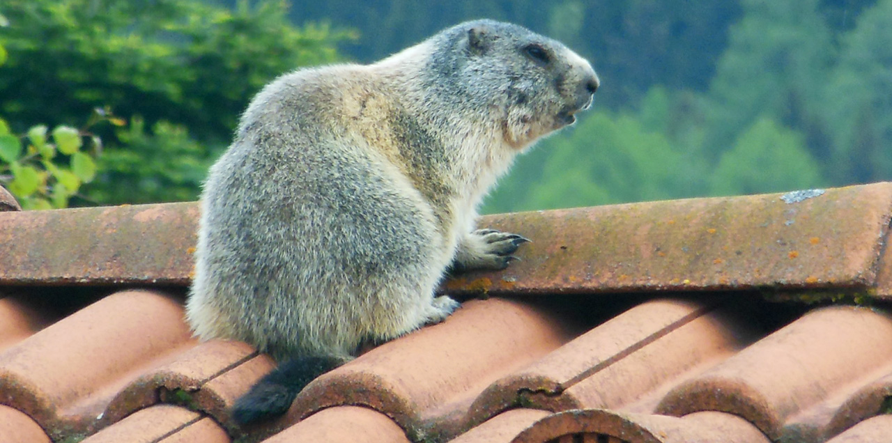 Mitten in Osttirols Natur - Ferienhaus Sporer Iselsberg